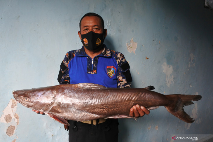 Sate dan Gulai Ikan Manyung