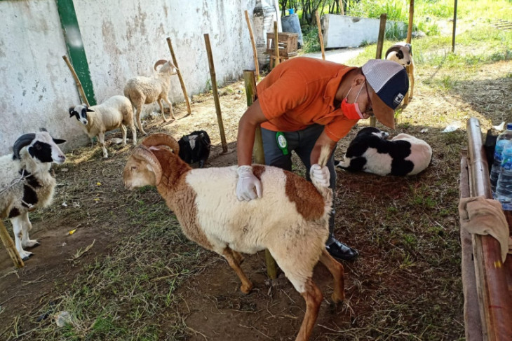 Distan Provinsi Banten imbau penjualan hewan kurban lewat 'online'