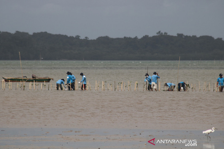 Kemendes PDTT rehabilitasi 60 ha hutan mangrove di Kepulauan Tanimbar lestarikan lingkungan