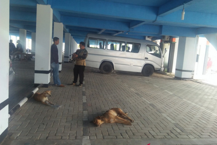 Korban gigitan hewan penular rabies di Mukomuko, Bengkulu bertambah