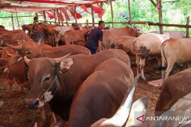 Pemkot Bengkulu pastikan stok hewan kurban aman