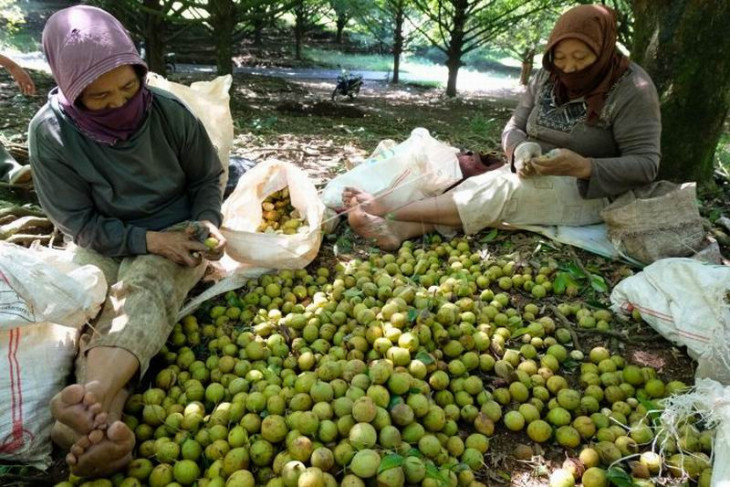 Panen buah pala