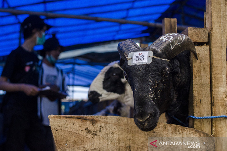 Penjualan hewan kurban di Bandung 