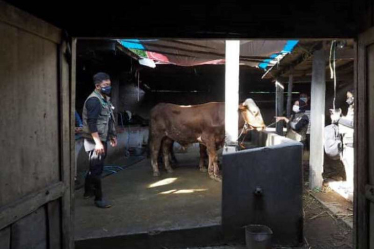 Pemkot Madiun periksa kesehatan hewan kurban jelang Idul Adha