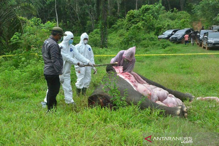 Nekropsi Gajah Sumatera Mati Tanpa Kepala