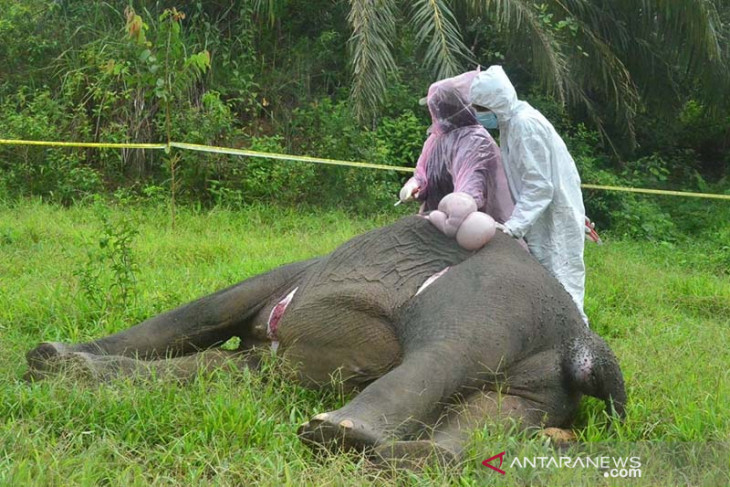 Nekropsi Gajah Sumatera Mati Tanpa Kepala