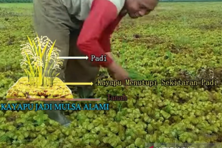 Video-Inovasi Kabah Wilda manfaatkan Kayapu tingkatkan produktiftas pertanian