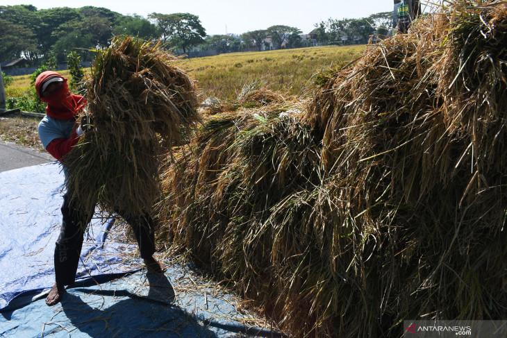 Panen Raya Padi di Madiun