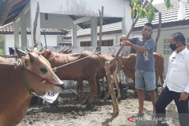 Pemprov Babel kerahkan tim pantau kesehatan hewan kurban