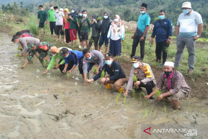 Polres Merangin 'sulap' tambang PETI jadi sawah