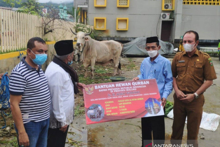 Presiden Jokowi sumbang sapi kurban 900 Kg untuk Maluku begini penjelasannya
