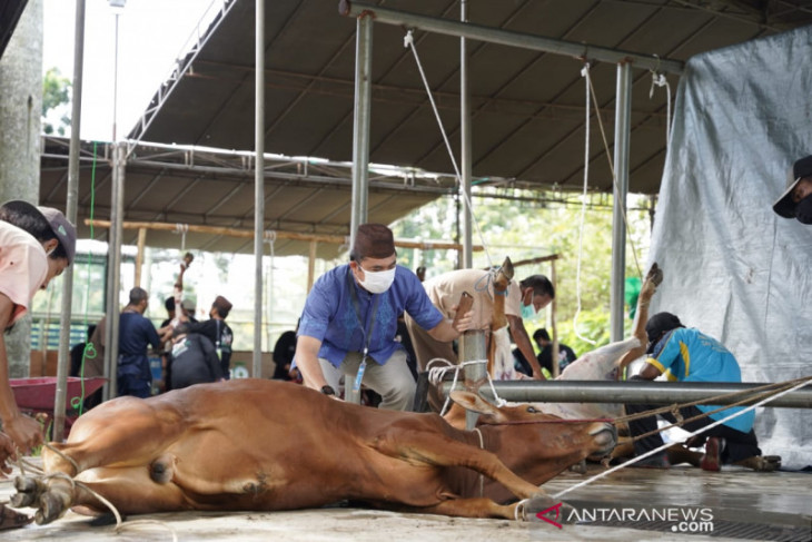 Masjid Al Furqon Pangkalpinang potong 19 hewan kurban secara tertutup