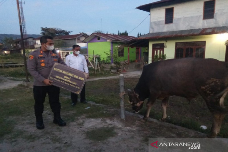 Rayakan Idul Adha, Kapolda Sumut berikan sapi kurban di Taput