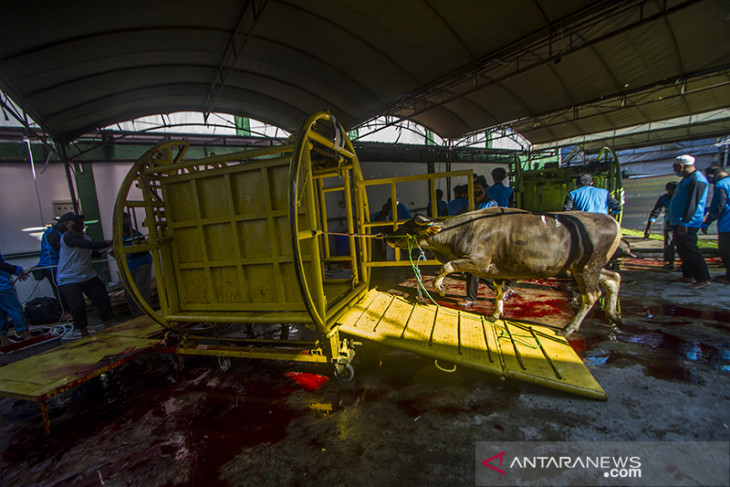 Pemotongan Hewan Kurban Di Banjarmasin