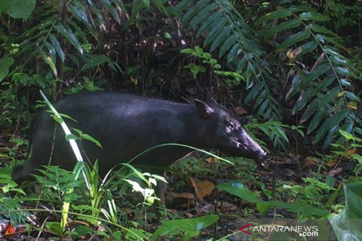 BKSDA Meranti merah jadi petunjuk daerah jelajah babirusa di Pulau Buru begini penjelasannya