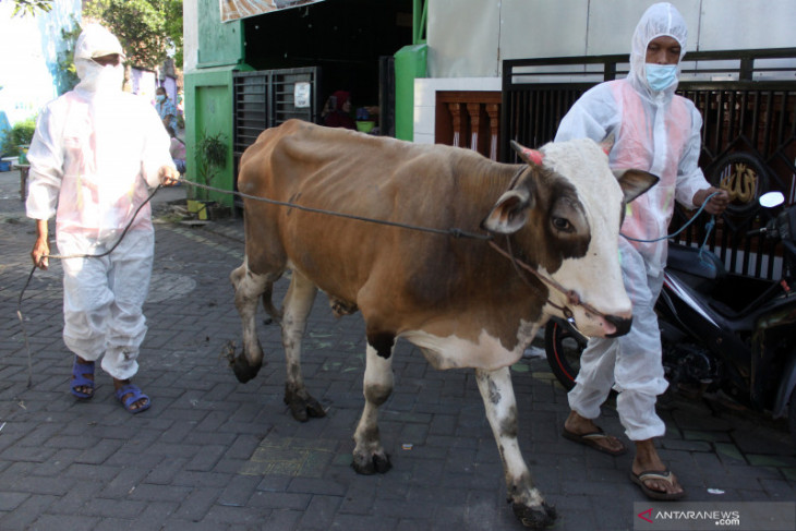 Pemotongan Hewan Kurban di Sidoarjo