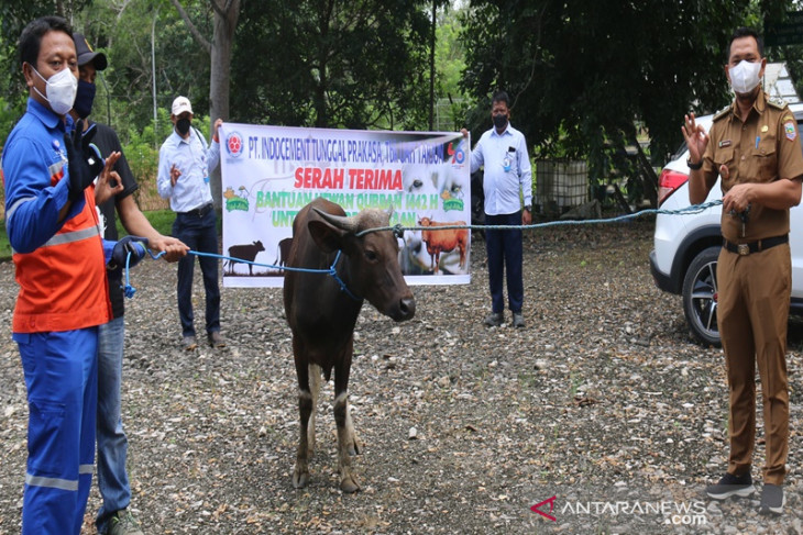 Indocement bagikan 206 hewan kurban