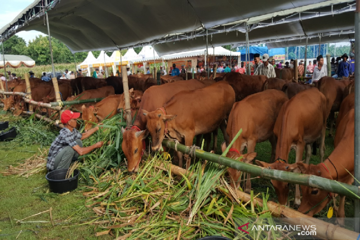 Dompet Umat salurkan 98 ekor hewan kurban di Kalimantan Barat