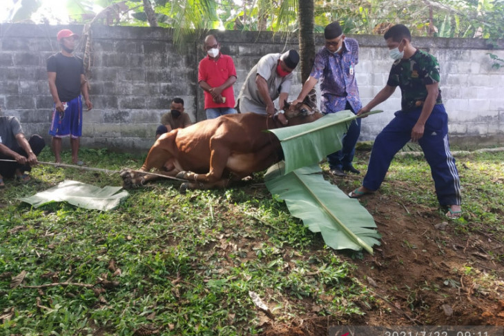 DPRD Bangka potong dua ekor sapi kurban