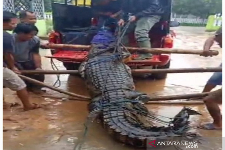 BKSDA amankan seekor buaya panjang 3,9 meter