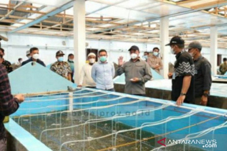 Gubernur Babel ajak masyarakat pesisir kembangkan udang vaname