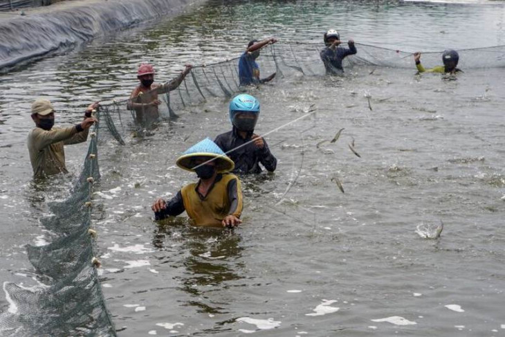 Panen udang vaname