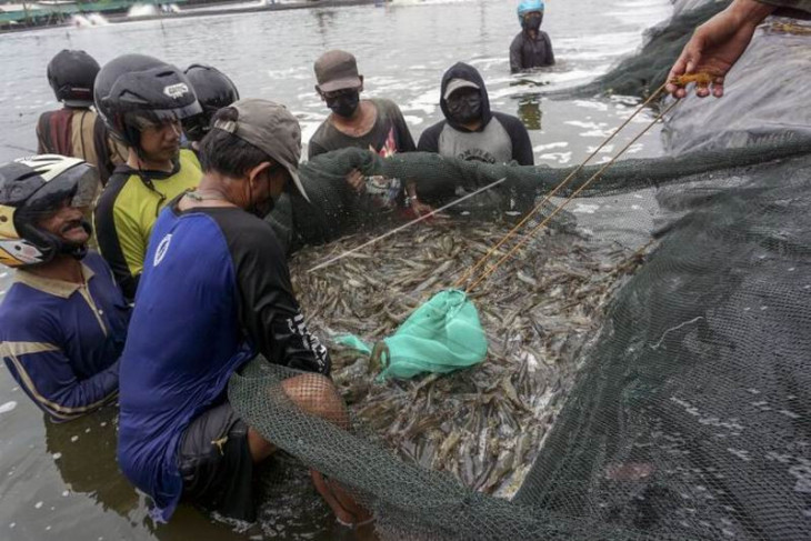 Panen udang vaname