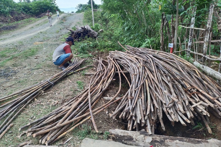 Meski pandemi COVID-19, harga rotan di Simeulue mengiurkan