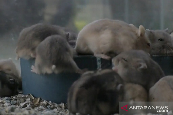 Saat pandemi, ternak Hamster dapat raup puluhan juta rupiah
