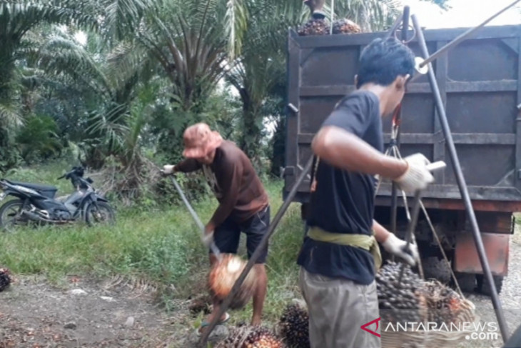 Harga tertinggi sawit di Mukomuko Rp2.120/kilogram