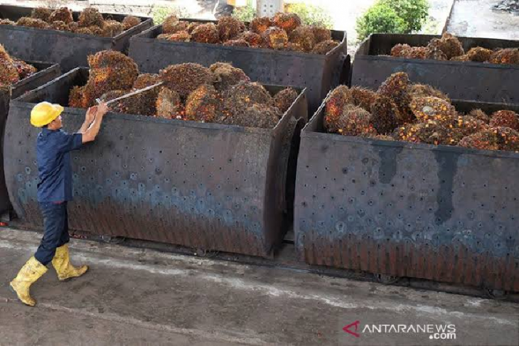 Gapki Aceh: Mutu TBS pengaruhi tingkat pemotongan sortasi sawit