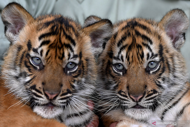 Bayi Harimau Sumatera Taman Safari Prigen