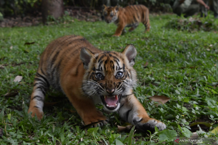 Bayi Harimau Sumatera Taman Safari Prigen