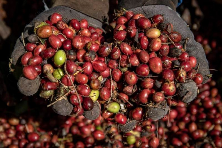 Panen raya biji kopi kualitas ekspor