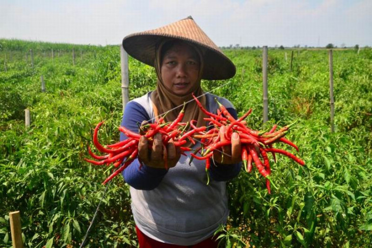 Harga cabai merah turun