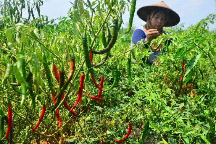 Harga cabai merah turun