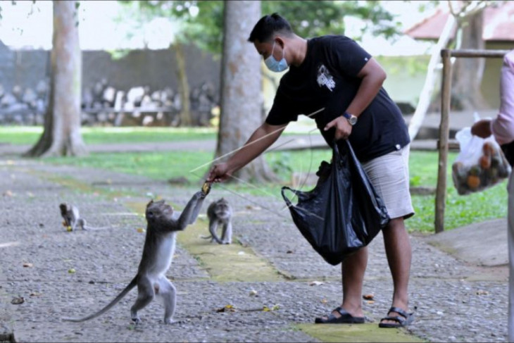 Pakan monyet di Sangeh terdampak COVID-19