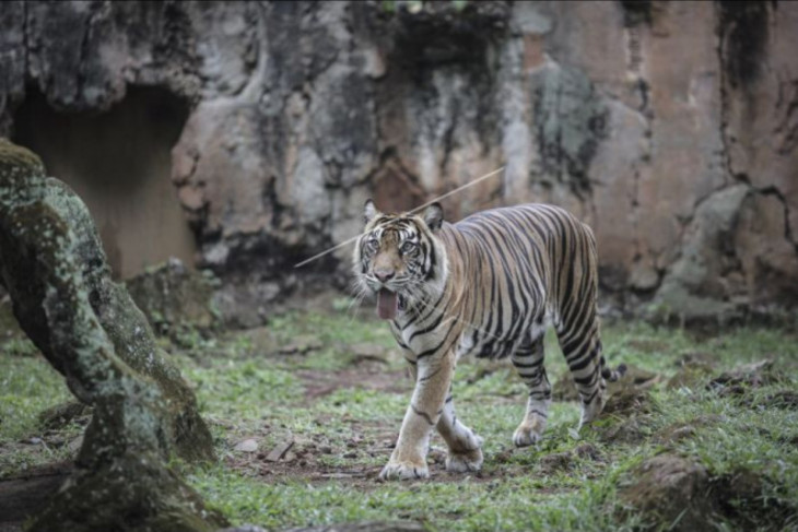 Harimau Sumatra terpapar COVID-19
