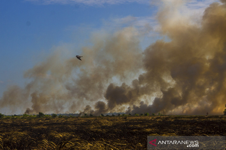 Kebakaran Hutan Dan Lahan Di Kalsel