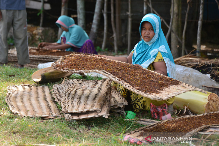 PANEN TEMBAKAU DI ACEH BESAR