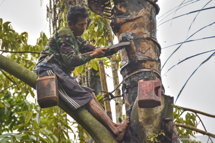 Akademisi sebut tanaman aren miliki potensi besar untuk dikembangkan