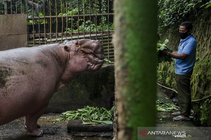 Bantuan makanan untuk satwa kebun binatang Bandung 