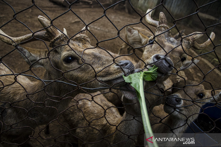 Bantuan makanan untuk satwa kebun binatang Bandung 