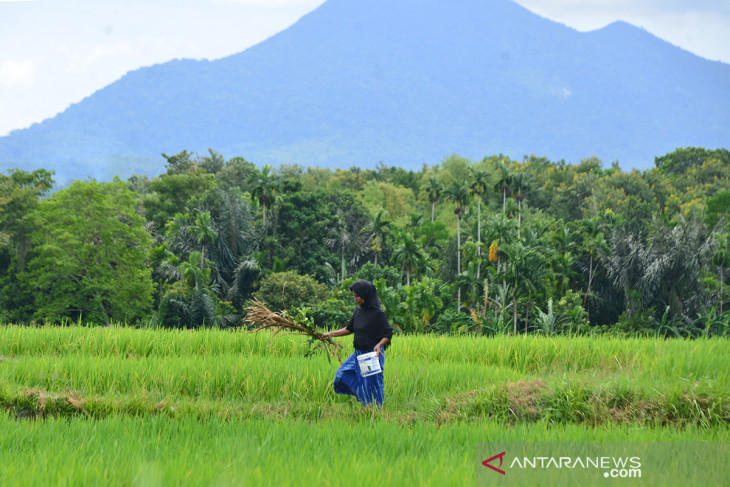 TRADISI KENDURI TURUN SAWAH SAAT PADI DARA