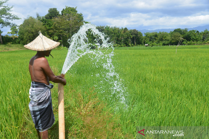 TANAMAN PADI TERANCAM GAGAL PANEN AKIBAT KEMARAU