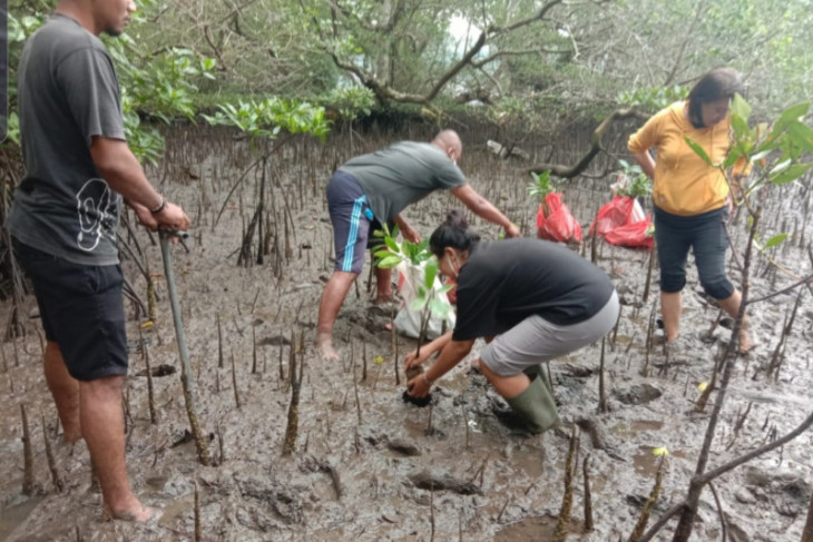 Green Moluccas galakkan adopsi mangrove di Teluk Ambon jadi inspirasi