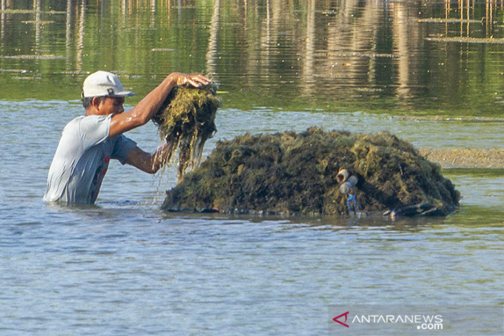 Budi daya rumput laut di Karawang