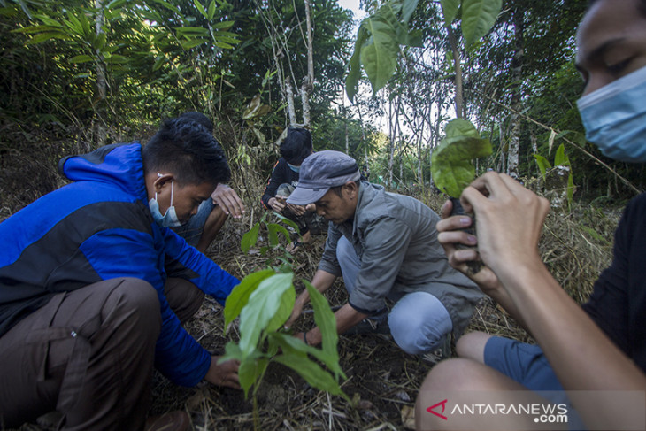 Penanaman 1000 Pohon di Pedalaman Pegunungan Meratus