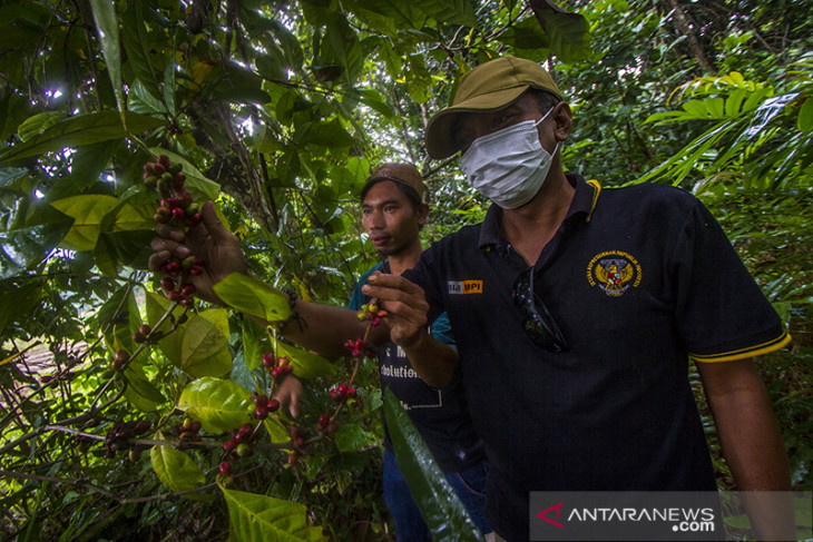 Pengembangan Tanaman Kopi Di Pegunungan Meratus