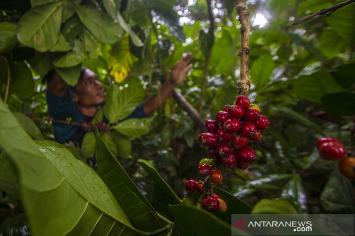 Pengembangan Tanaman Kopi Di Pegunungan Meratus